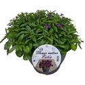 Bild von Lobelia TP26 Purple